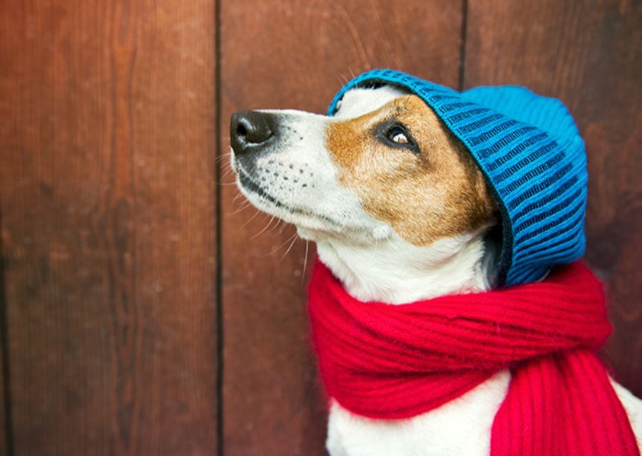 Cómo puedo saber si mi perro está pasando frío y qué hacer