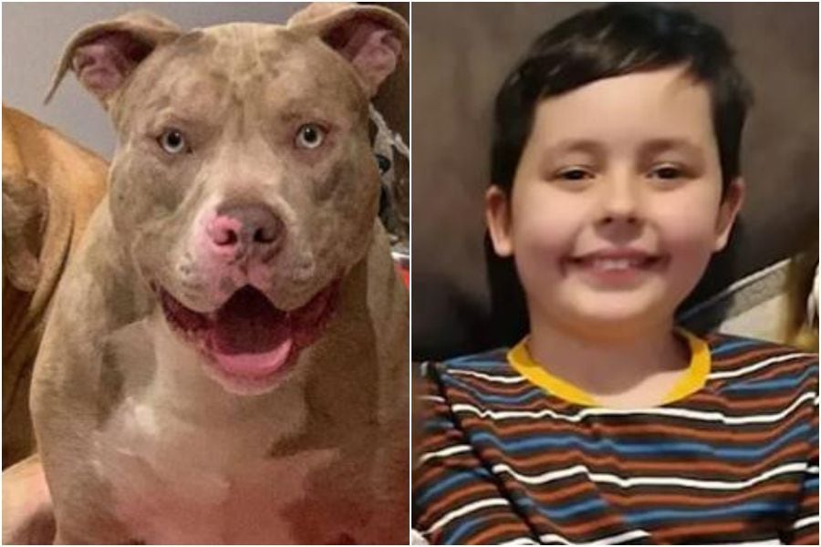 La policía debió disparar siete veces para que lo suelte...: pitbull fuera de control mató a niño de 10 años