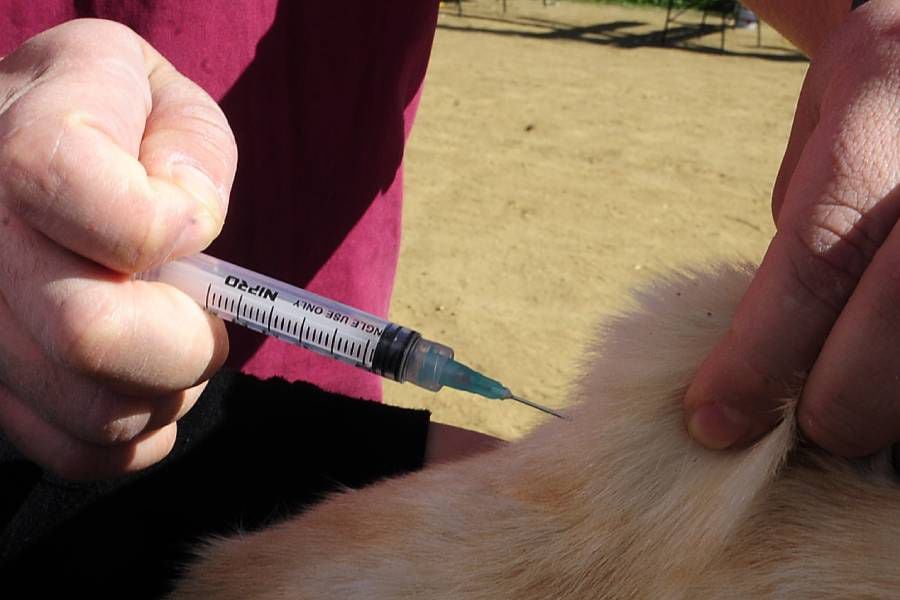 Colegio Médico Veterinario rechaza "experimentación ilegal en humanos" con vacunas para perros