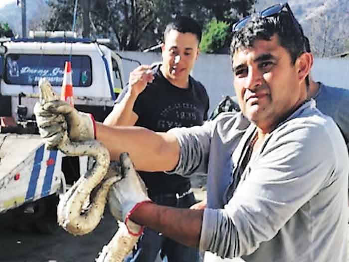 El misterio de la boa hallada en una comisaría