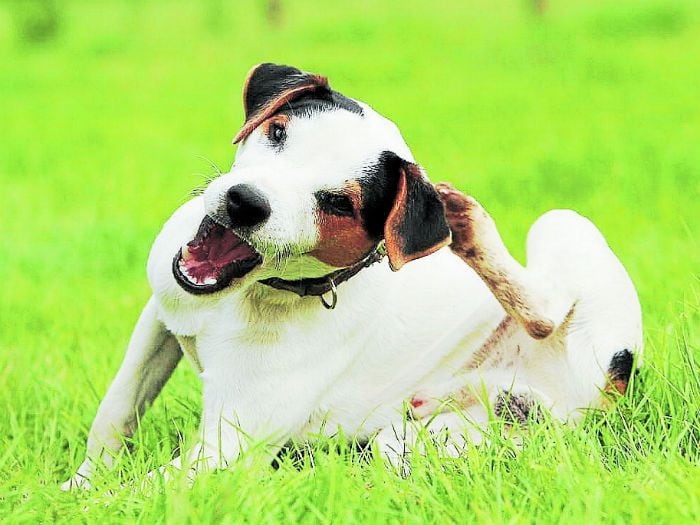 Pulgas, garrapatas y calor: las tres pesadillas de perros y gatos