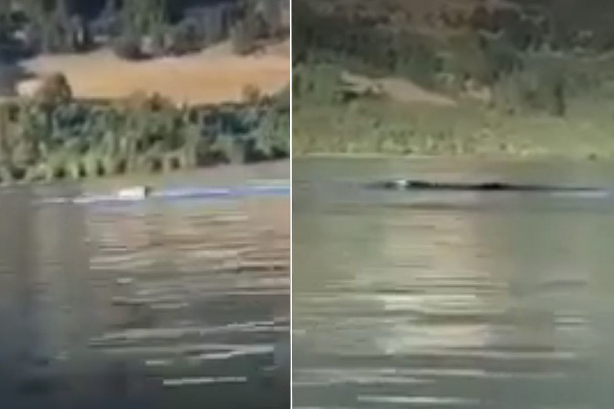 VIDEO: El supuesto Monstruo del lago Ranco