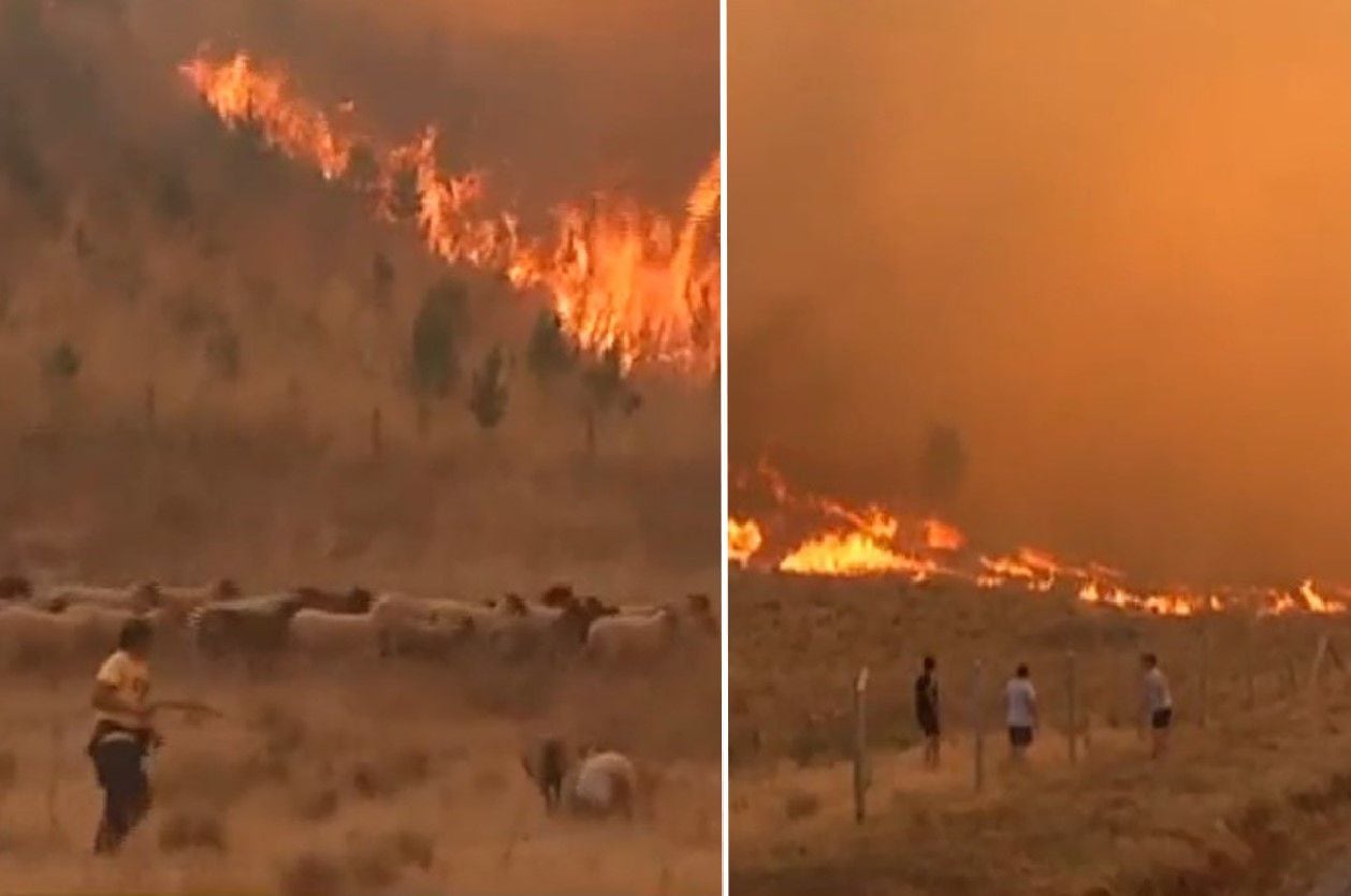 VIDEO: Ovejas corren hacia incendio ante la desesperación de sus dueños en Galvarino