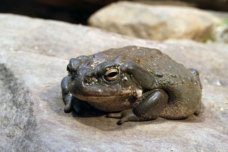 Sapo de Sonora