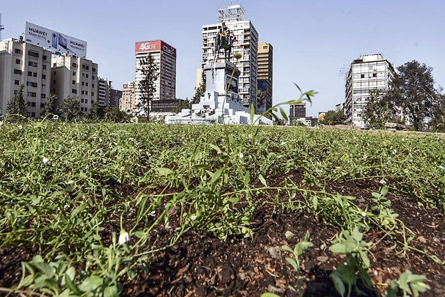 Plantas de primera línea le devuelven el verde a Plaza Italia