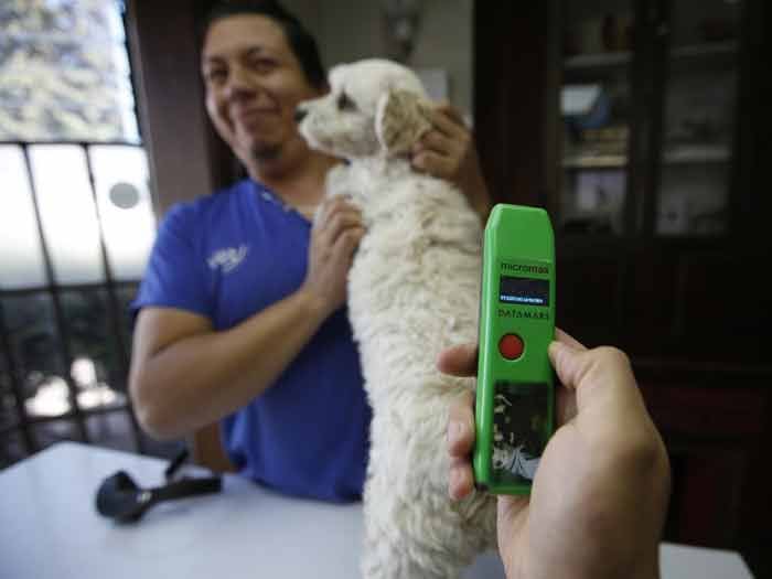 Este fin de semana se acaba el plazo para inscribir a las mascotas