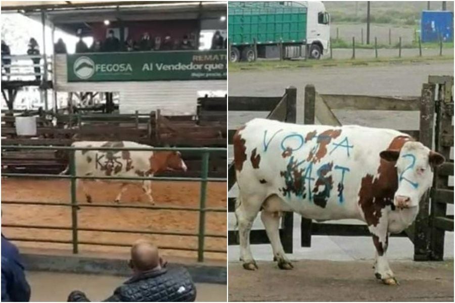 "¿Cómo pueden festejar?": imagen de vaca rayada con "Kast" desata polémica por crueldad animal