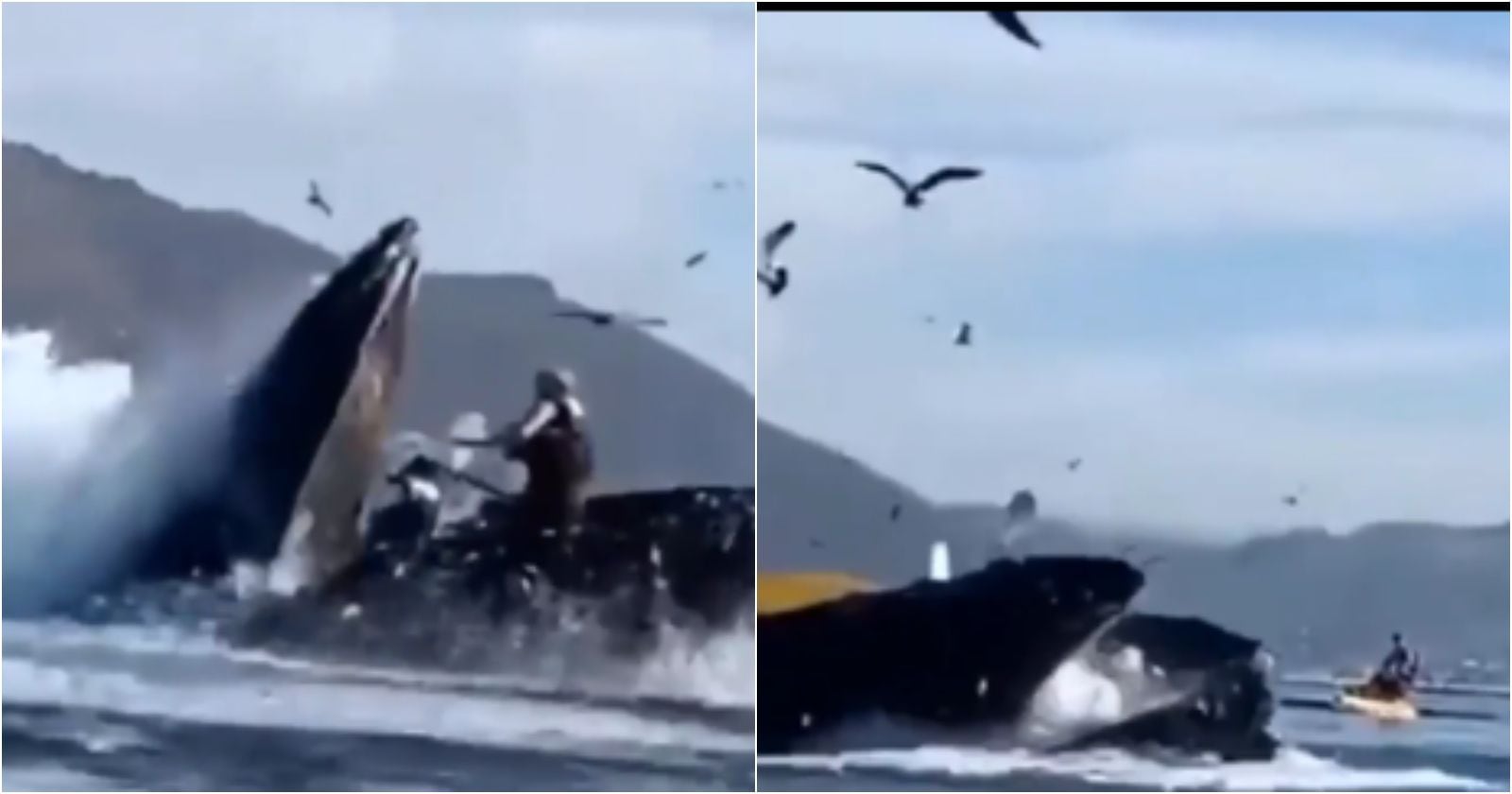 Ataque de ballena en California