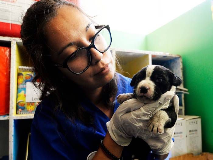 Valparaíso: habilitan centro de atención para mascotas heridas