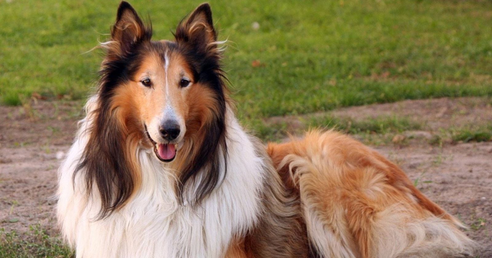 Collie