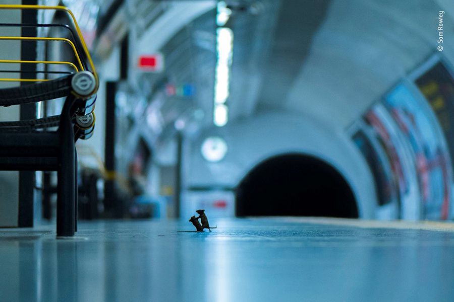 Pelea en la estación: más que una foto de ratones