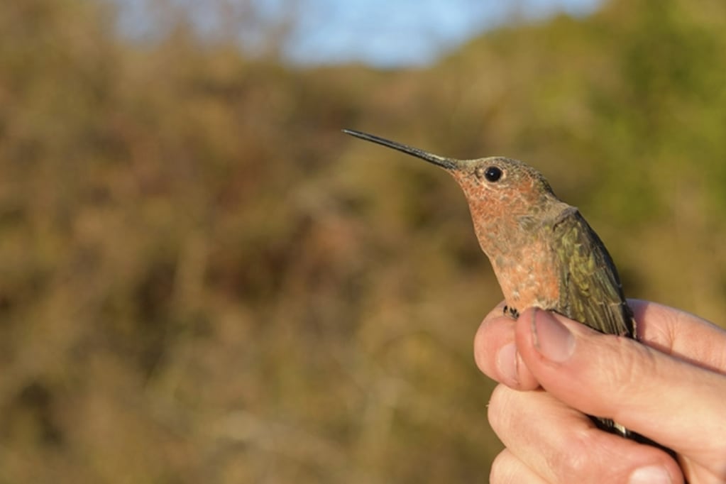 Científicos descubren que colibrí gigante no es una sino que dos especies: habitan en Chile y Perú. Foto: Chris Witt/UNM.