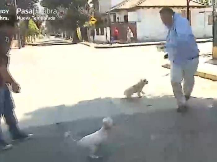 [Video] Insólito ataque de perros interrumpe despacho en vivo de Willy Sabor