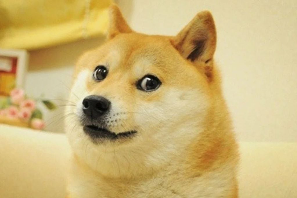 A la edad de 19 años falleció Kabosu, la perrita que inspiró el meme 'Doge'.