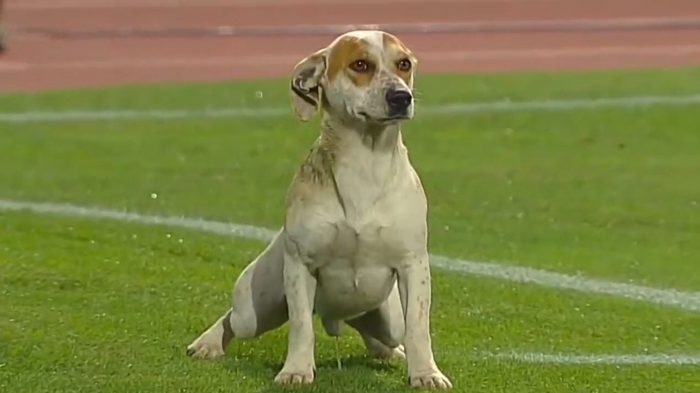 Perrito en partido de Curicó Unido vs Colo Colo