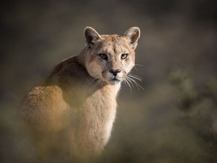 Puma se paseó esta madrugada por Ñuñoa y Providencia