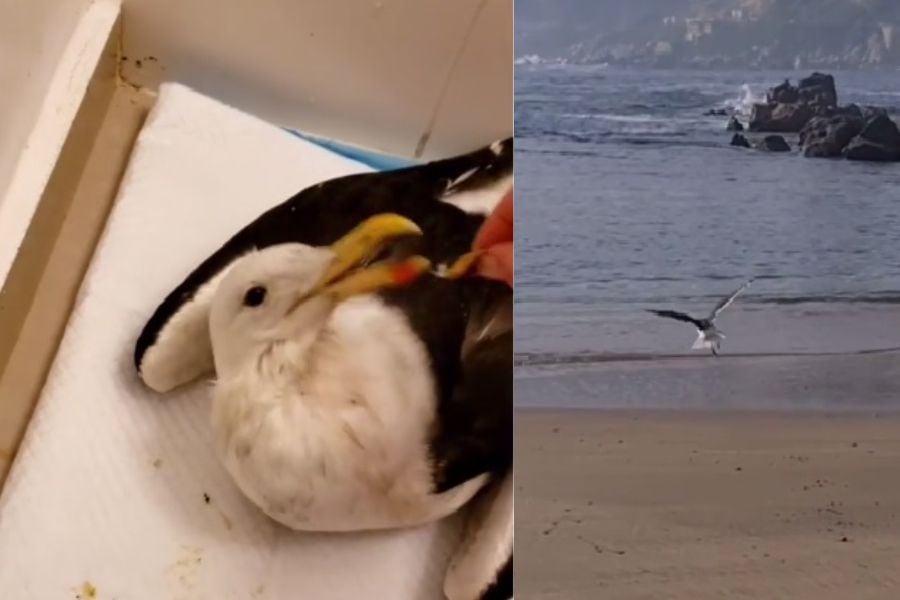 La historia de la joven que rescató a una gaviota moribunda y la rehabilitó en la tina de su baño