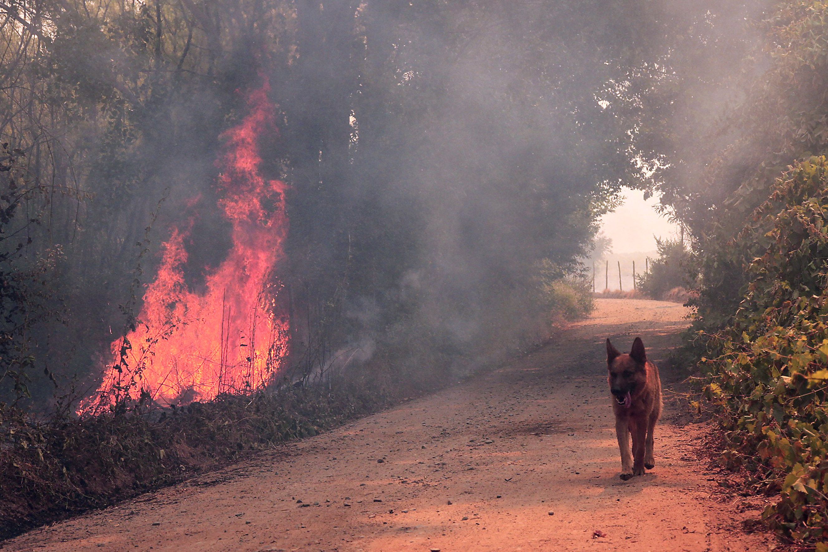 Se reactivo incendio forestal en Quillòn.