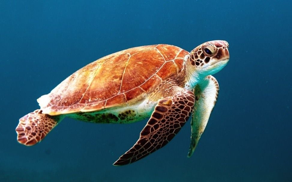 19 personas mueren intoxicadas en Madagascar tras comer carne de tortuga marina