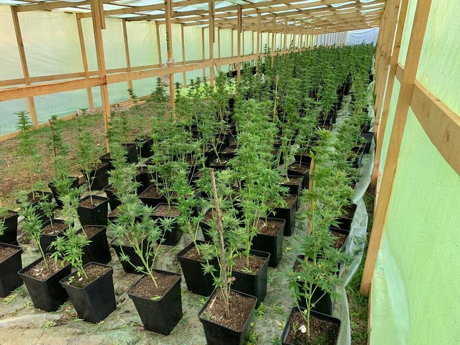 7 mil plantas de marihuana fueron decomisadas por carabineros en Fresia