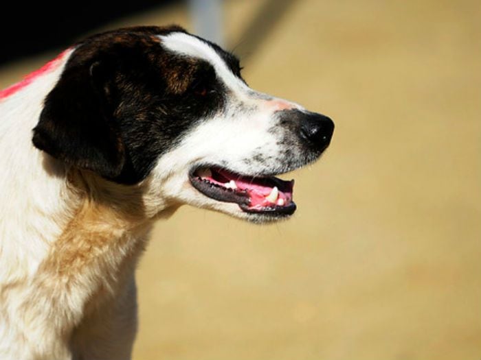 Perro esperó 8 meses a su dueño encarcelado por conseguirle leche