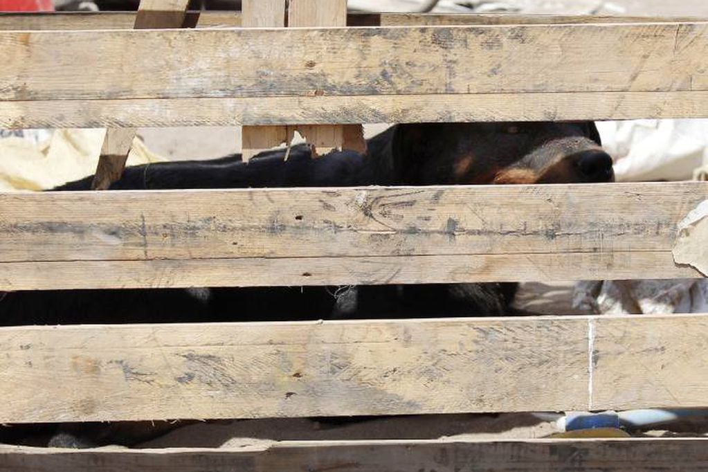 04 de Enero de 2019 / ALTO HOSPICIO
Un menor de edad perdi la vida al ser atacado por dos perros Rottweiler en una toma de terreno ubicada en el sector El Boro de la comuna de Alto Hospicio. 
FOTO : CRISTIAN VIVERO BOORNES / AGENCIAUNO