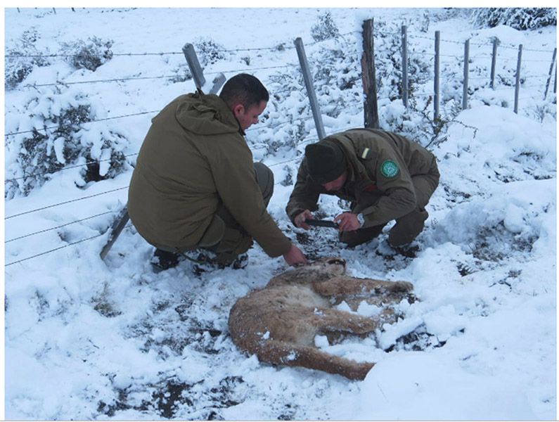 Horror: matan a balazos a puma en Parque Torres del Paine