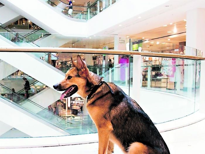 Mascotas son bienvenidas en otra tienda del retail