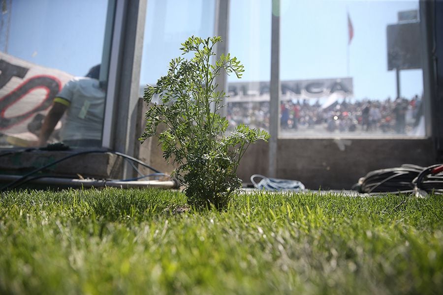 ¡Desapareció la ruda que plantó Guede en el Monumental!