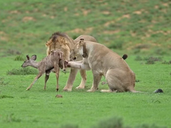 [video] La naturaleza a veces es cruel: dos leones juegan con su comida