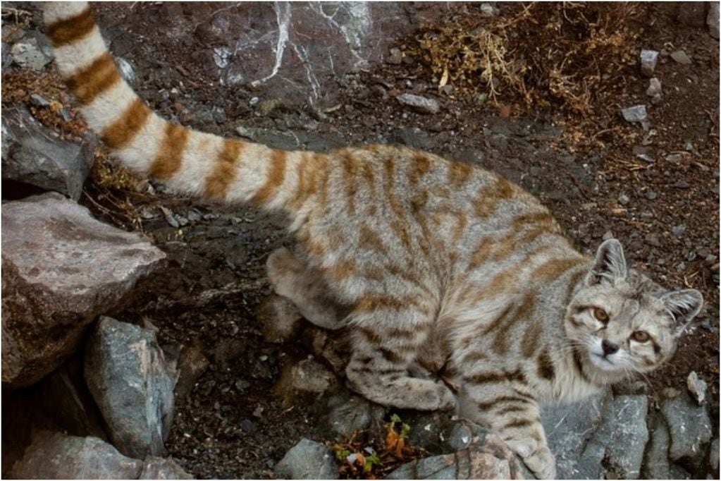 Gato andino (imagen referencial) - Foto Greenpeace Bernardo Segura