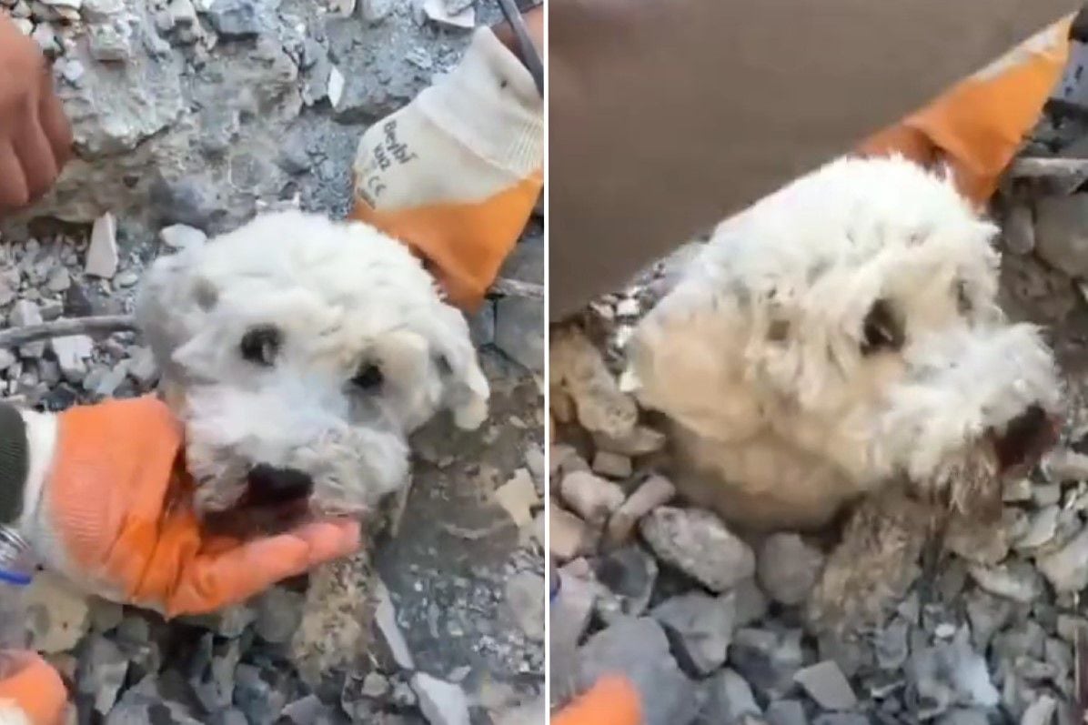 VIDEO: Rescatan un perro entre los escombros en Turquía