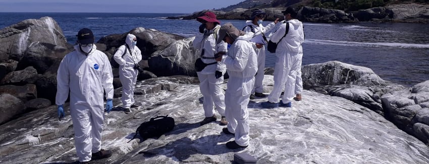 primer caso de Inlfuenza aviar en lobo marino