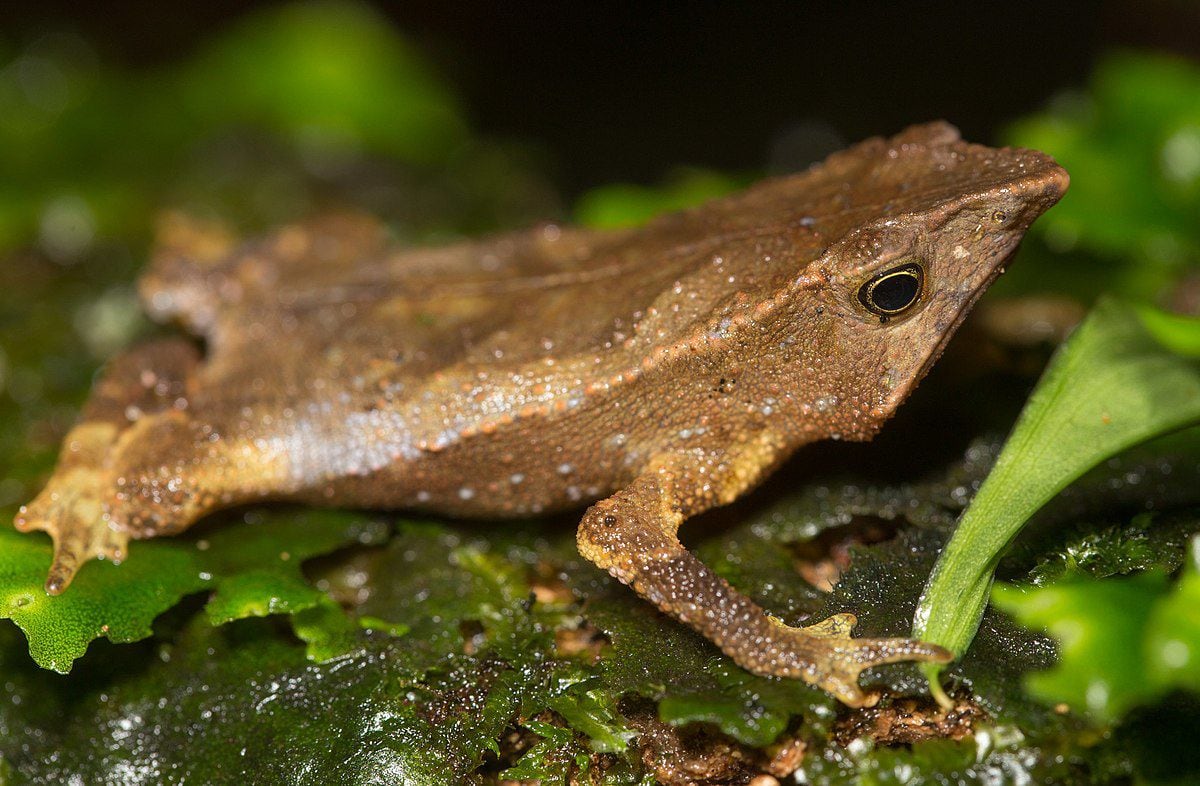 Rhinella festae