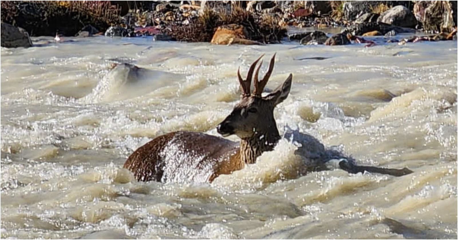 Huemul