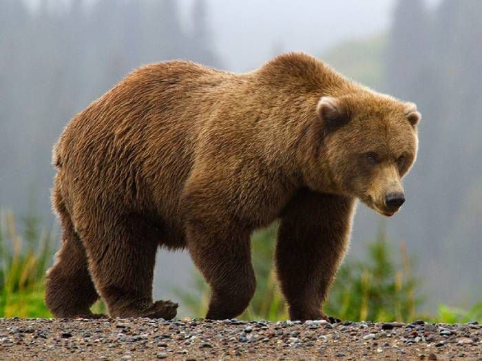 Niño apareció dos días tras perderse en el bosque: "Me cuidó un oso"