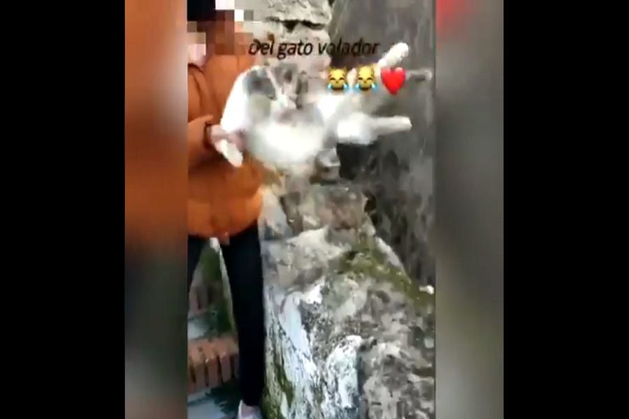 Cruel maltrato animal: joven se graba mientras lanza gato por barranco