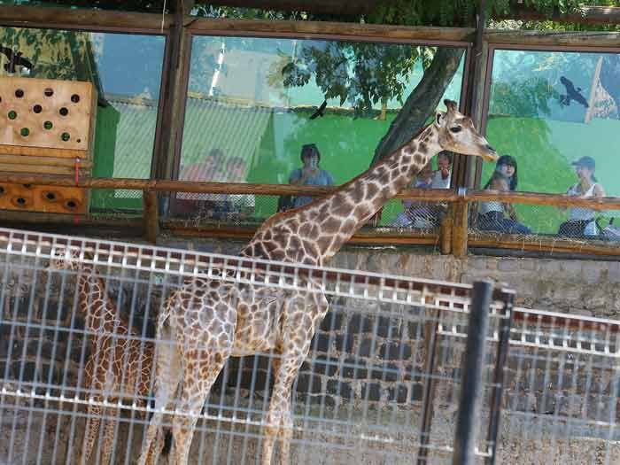 Evelyn Matthei quiere cambiar la ubicación del Zoológico de Santiago