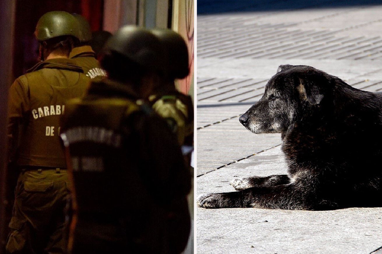 Carabinero mató a un perro de un disparo en San Pedro de la Paz