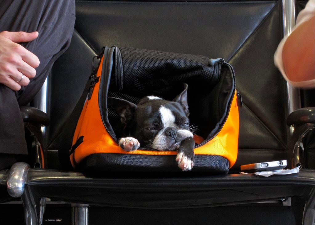 Mascotas viajando. Foto: Getty Images.