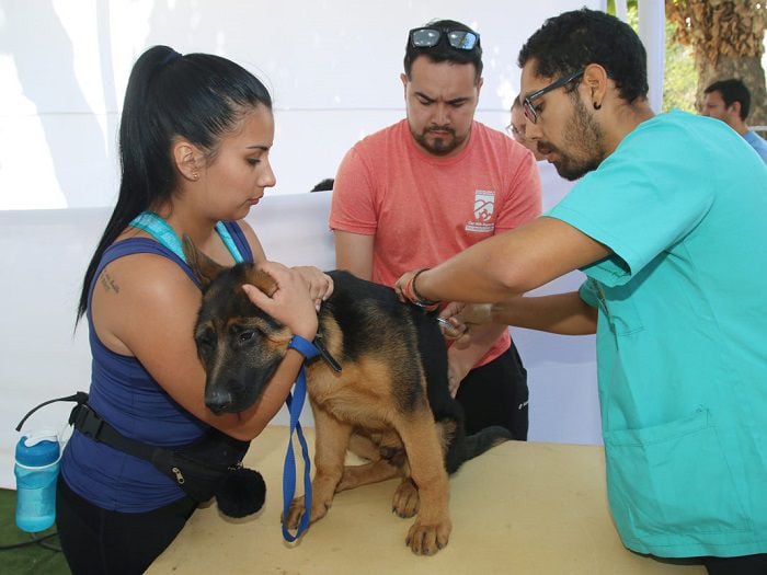 Huechuraba se pondrá con gran chipeatón para mascotas