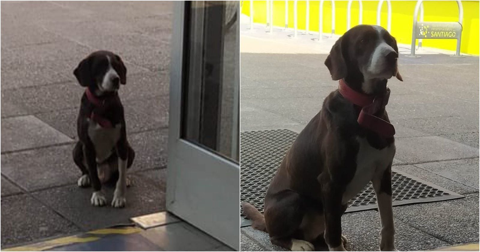 Alcalde de Maipú busca al dueño de perrito que olvidó en centro de votación.