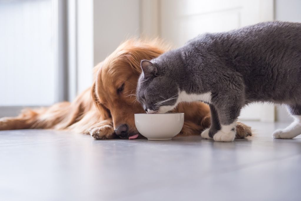 ¿Cuántas veces al día pueden comer nuestros perros y gatos? Foto referencial: Getty Images.