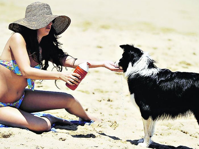 Así debe ser la jaula ideal para subir al regalón a las "vacas"