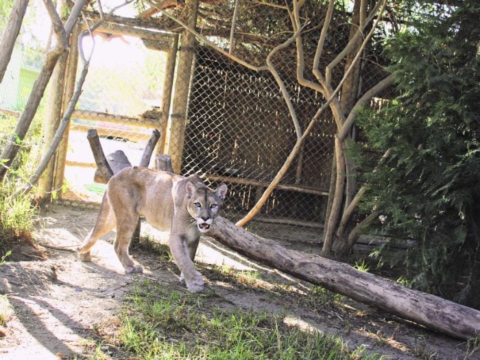 Puma es liberado con collar menos glamoroso que su rescate