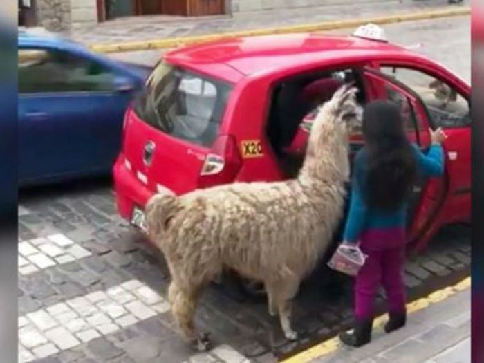 Solo en Perú: llama se vuelve viral tras ser captada subiéndose a un taxi