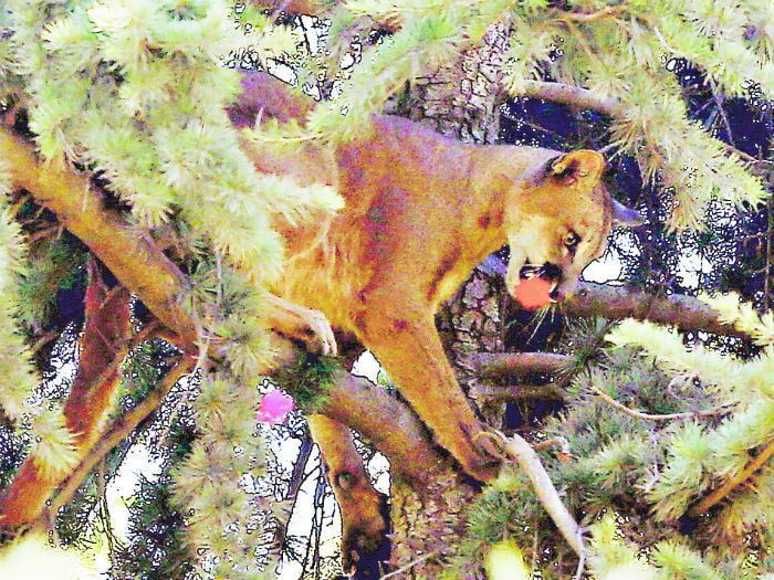 El salvaje operativo para salvar a un puma