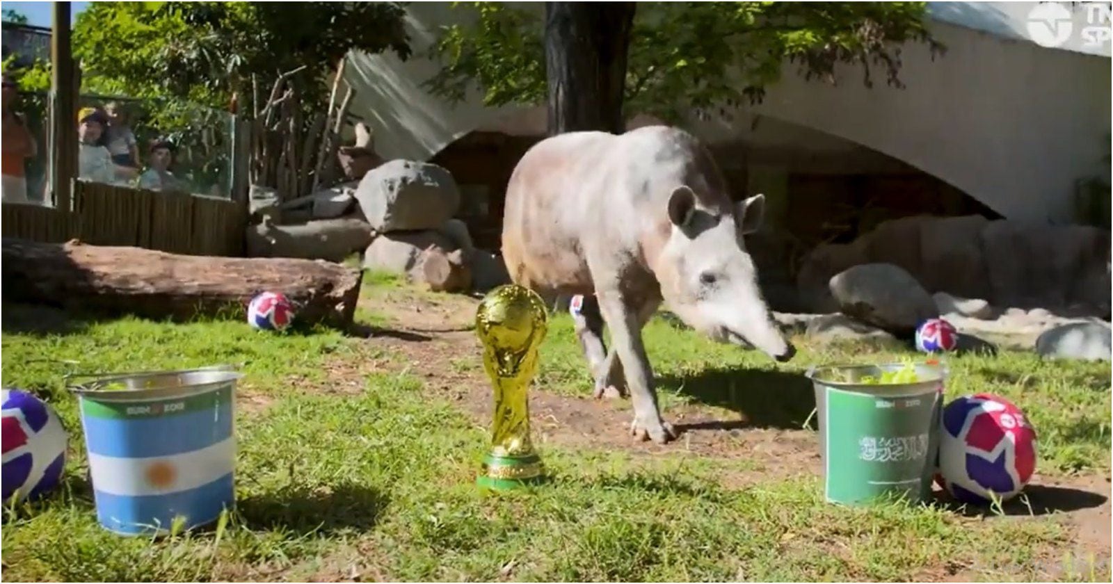 Tapir Manolo