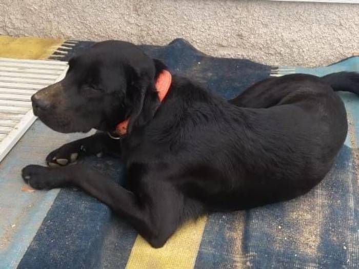 La desesperada búsqueda de perrito de terapia que se extravió en Algarrobo