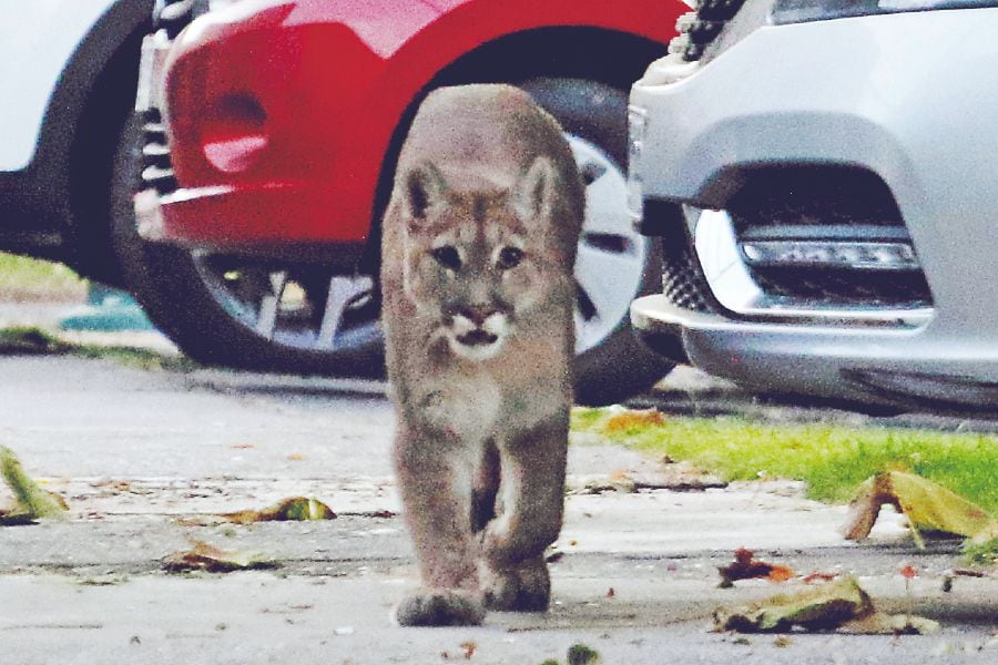 Graban a un puma por las calles de Huechuraba